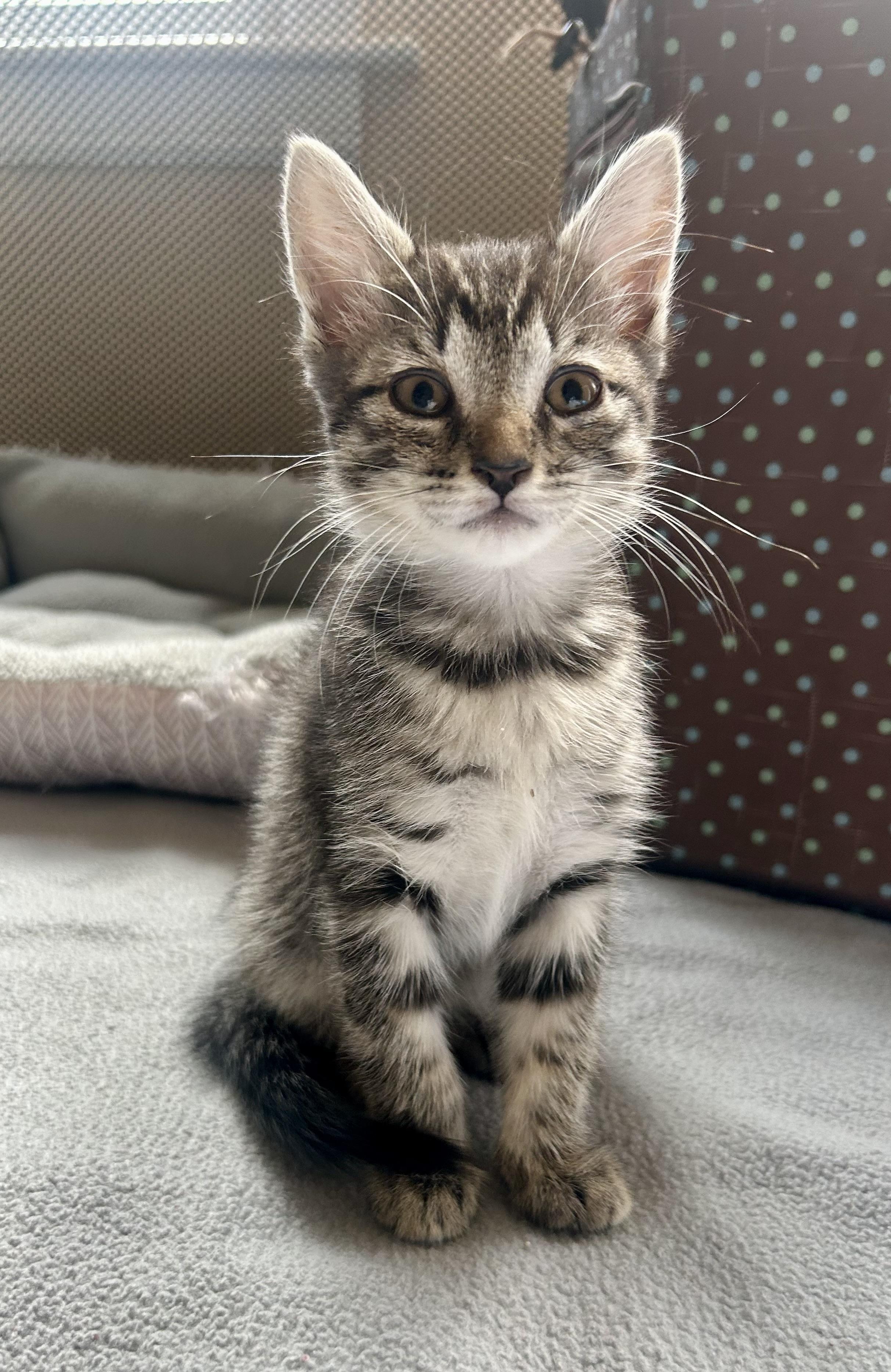 Enlarge Bunny, a ADOPTABLE Domestic Short Hair in Westfield, NJ image 1/4