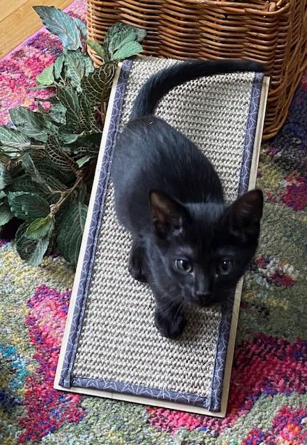 Juniper, Baby Male Domestic Short Hair
