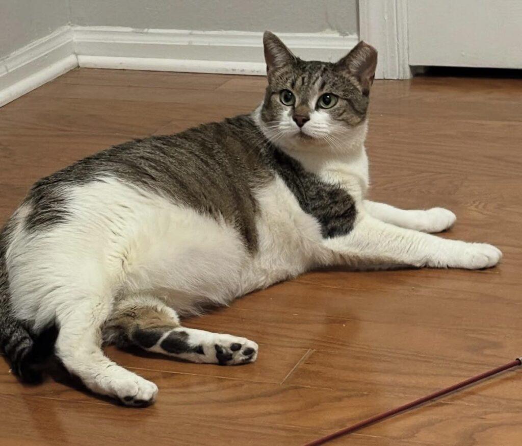 Enlarge Vanessa, a Adoptable Domestic Short Hair in Alexandria, VA image 2/6