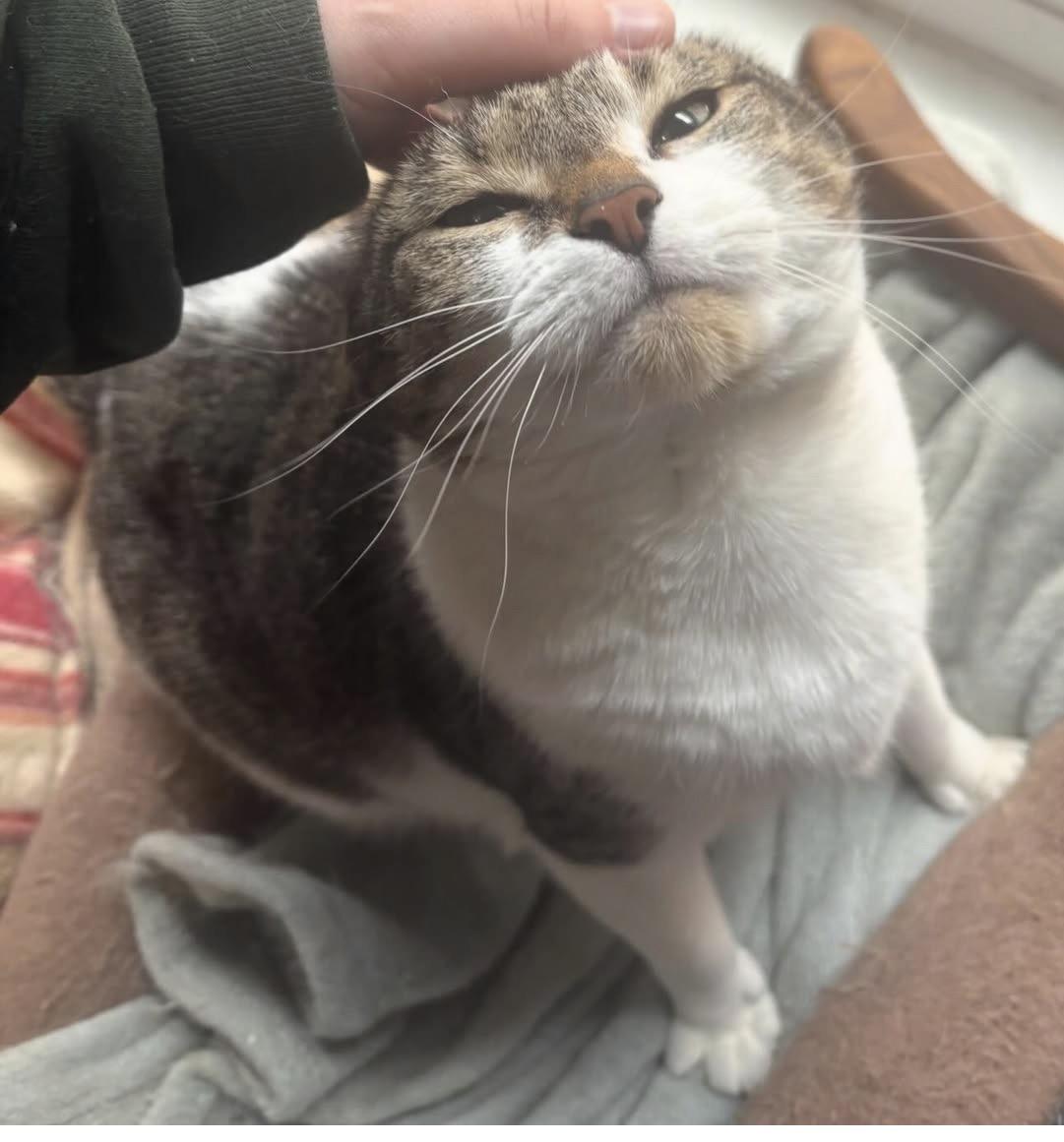 Enlarge Vanessa, a Adoptable Domestic Short Hair in Alexandria, VA image 6/6