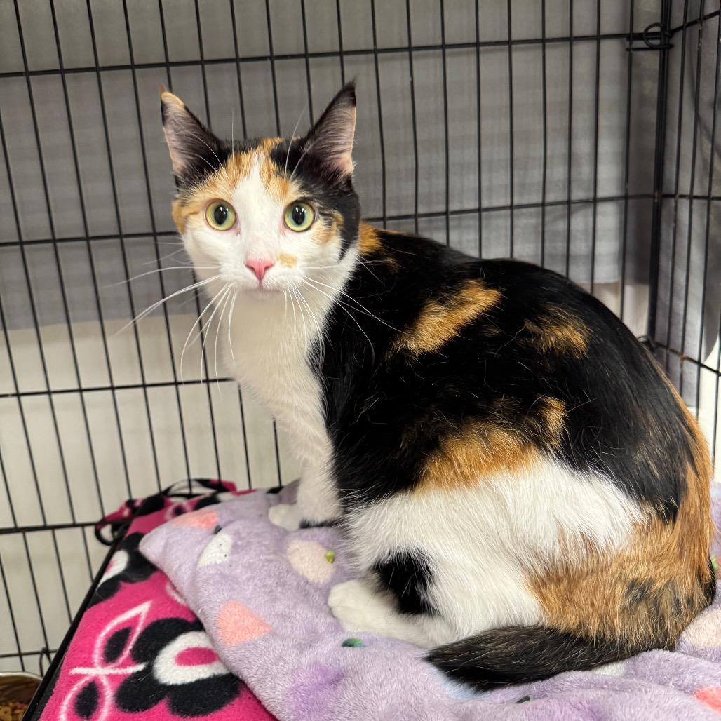 Misty, a Adoptable Domestic Short Hair in Redwood Falls, MN image 2/2