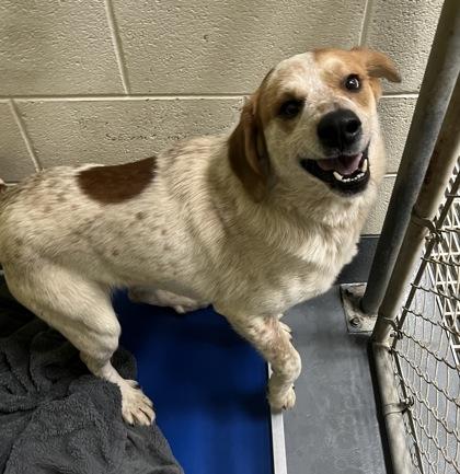 Buddy — thumbnail 2