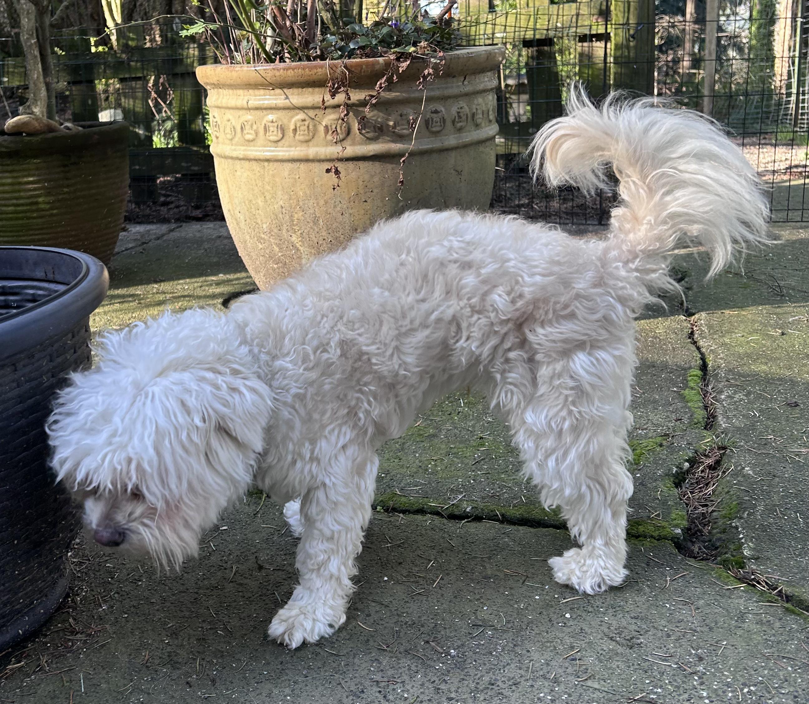 Enlarge Barney, a ADOPTABLE mixed breed in Puyallup, WA image 4/4