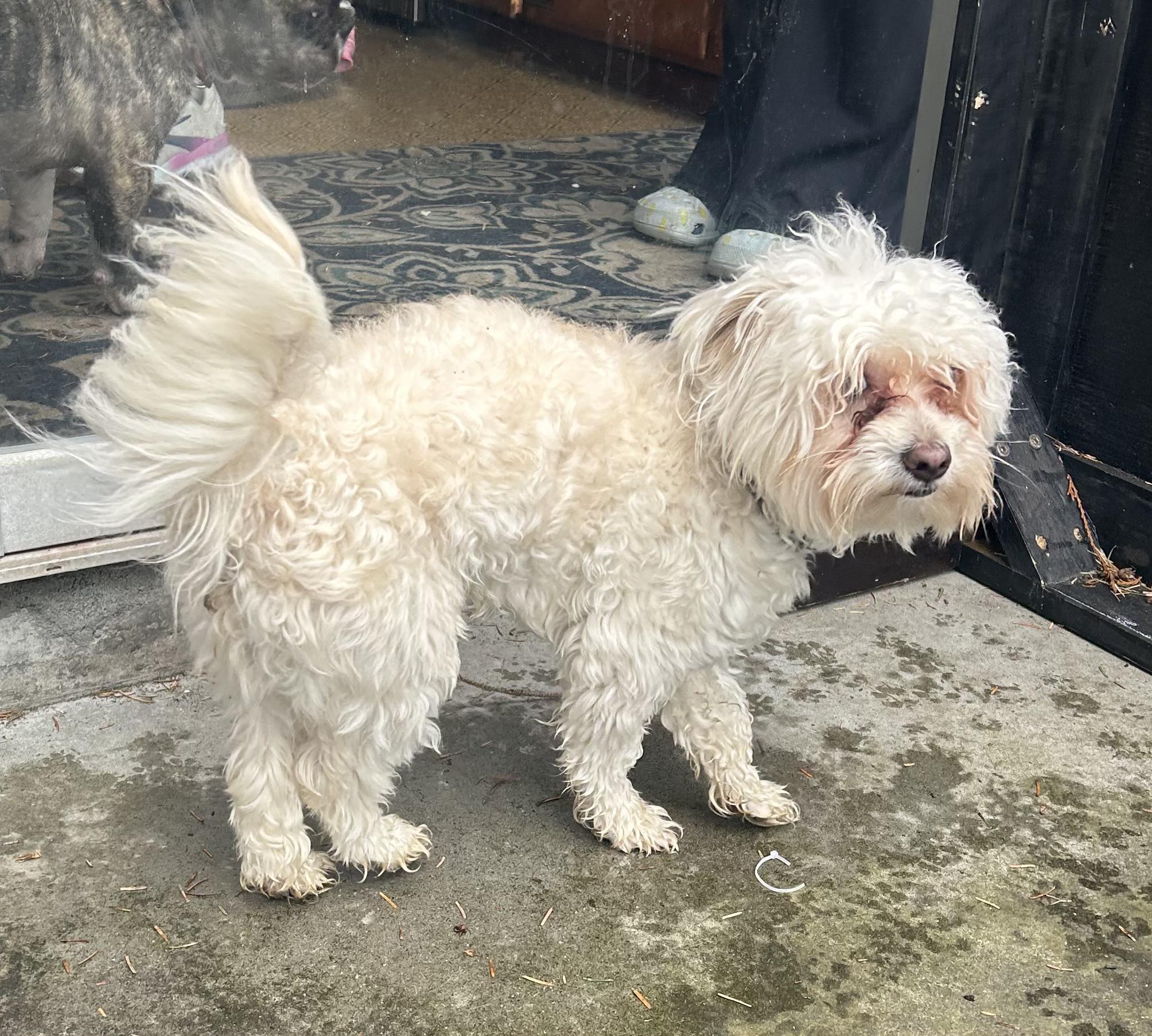 Enlarge Barney, a ADOPTABLE mixed breed in Puyallup, WA image 2/4