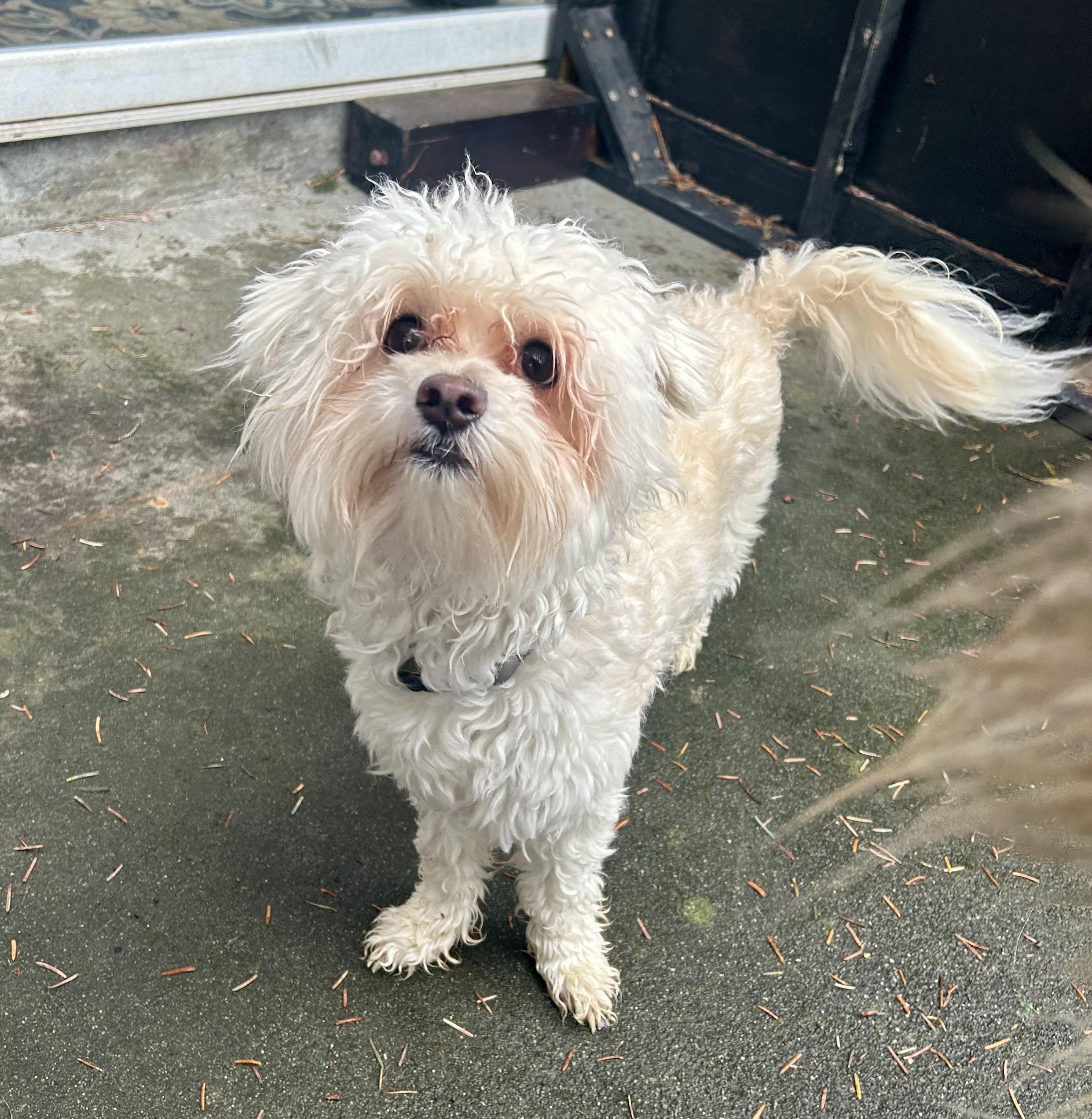Enlarge Barney, a ADOPTABLE mixed breed in Puyallup, WA image 1/4