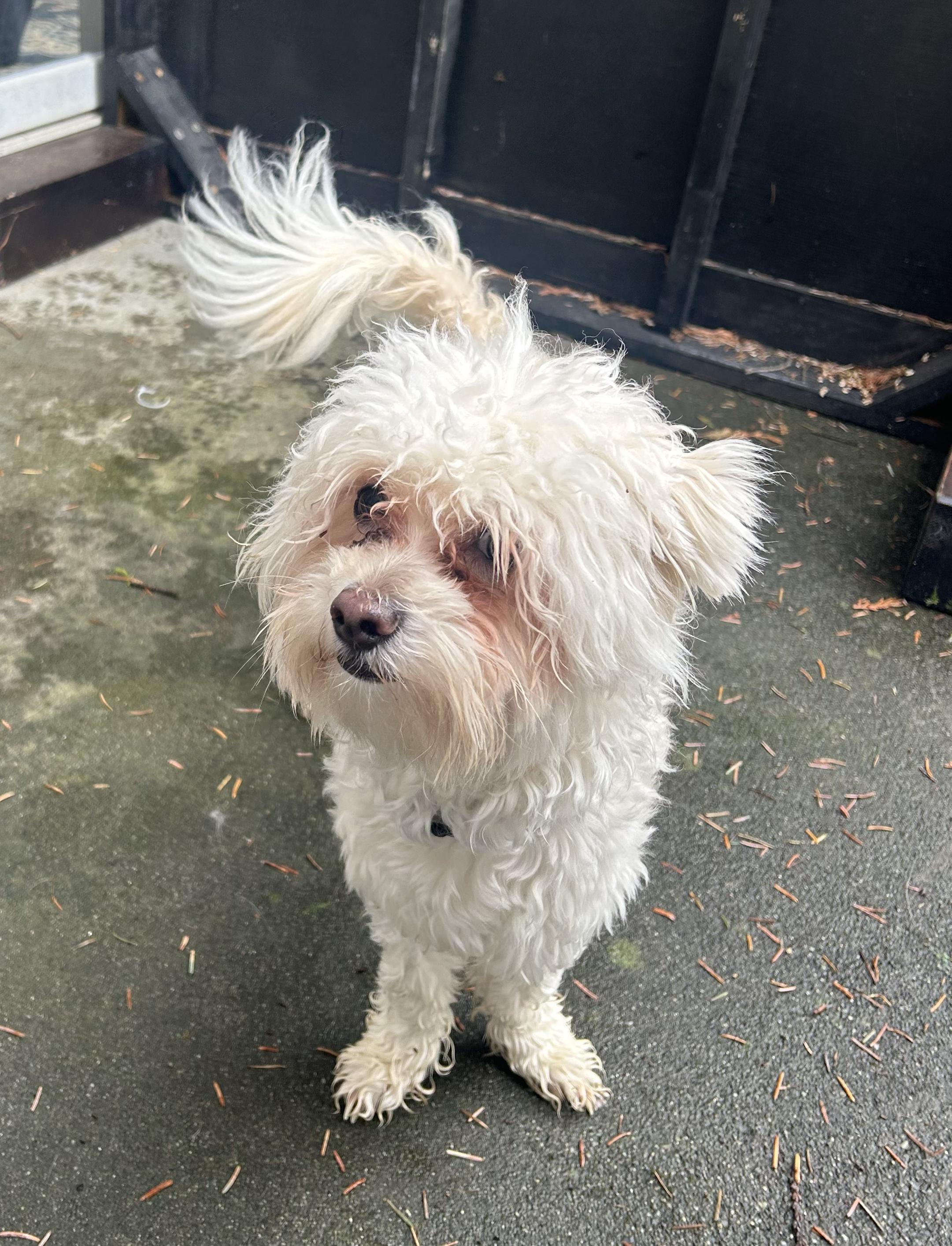 Enlarge Barney, a ADOPTABLE mixed breed in Puyallup, WA image 3/4
