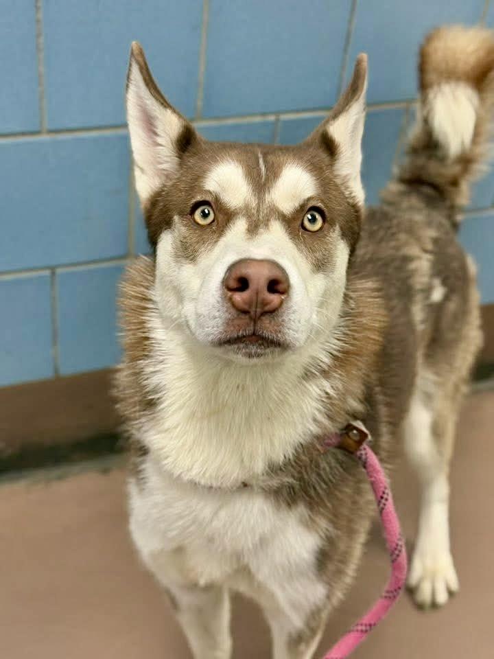 Cary, ADOPTABLE, Young Male Siberian Husky.