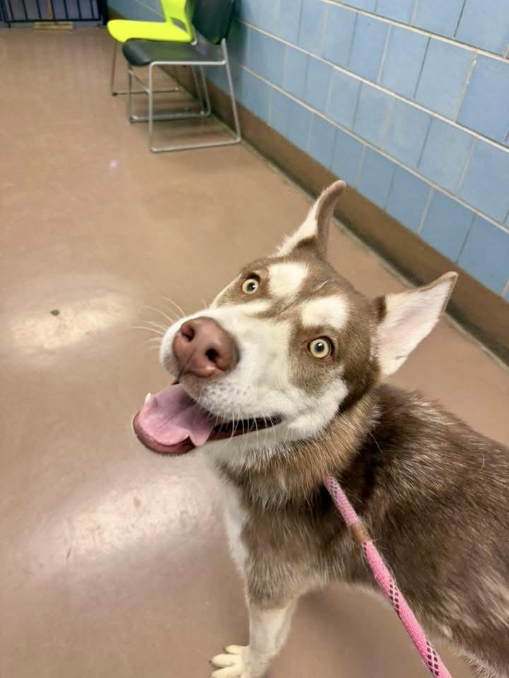 Cary, a ADOPTABLE Siberian Husky in Chicago, IL image 2/5
