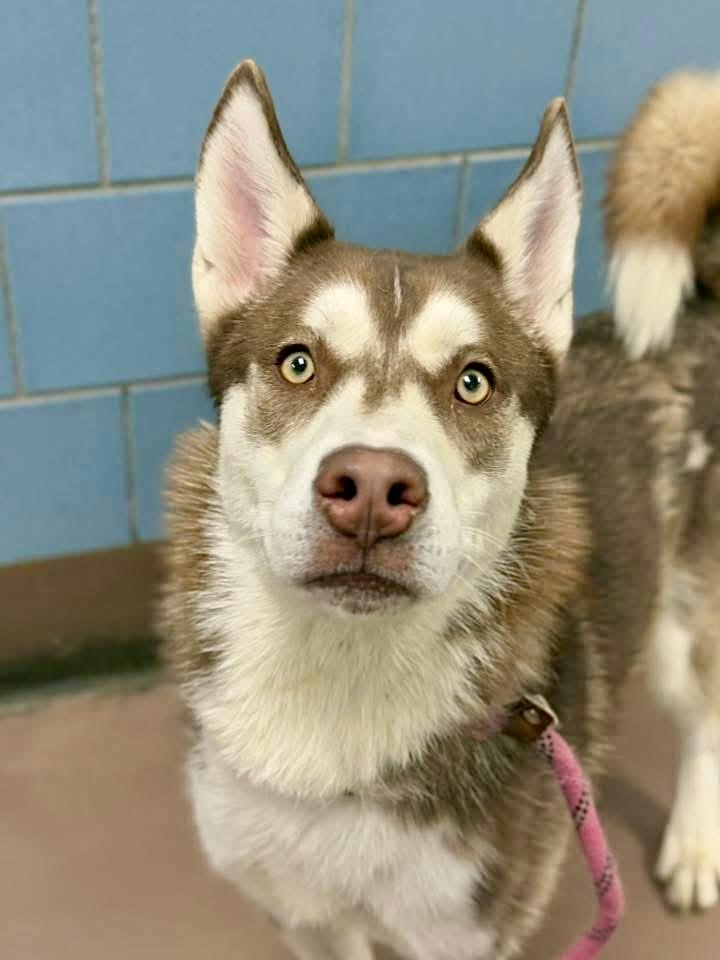 Cary, a ADOPTABLE Siberian Husky in Chicago, IL image 3/5