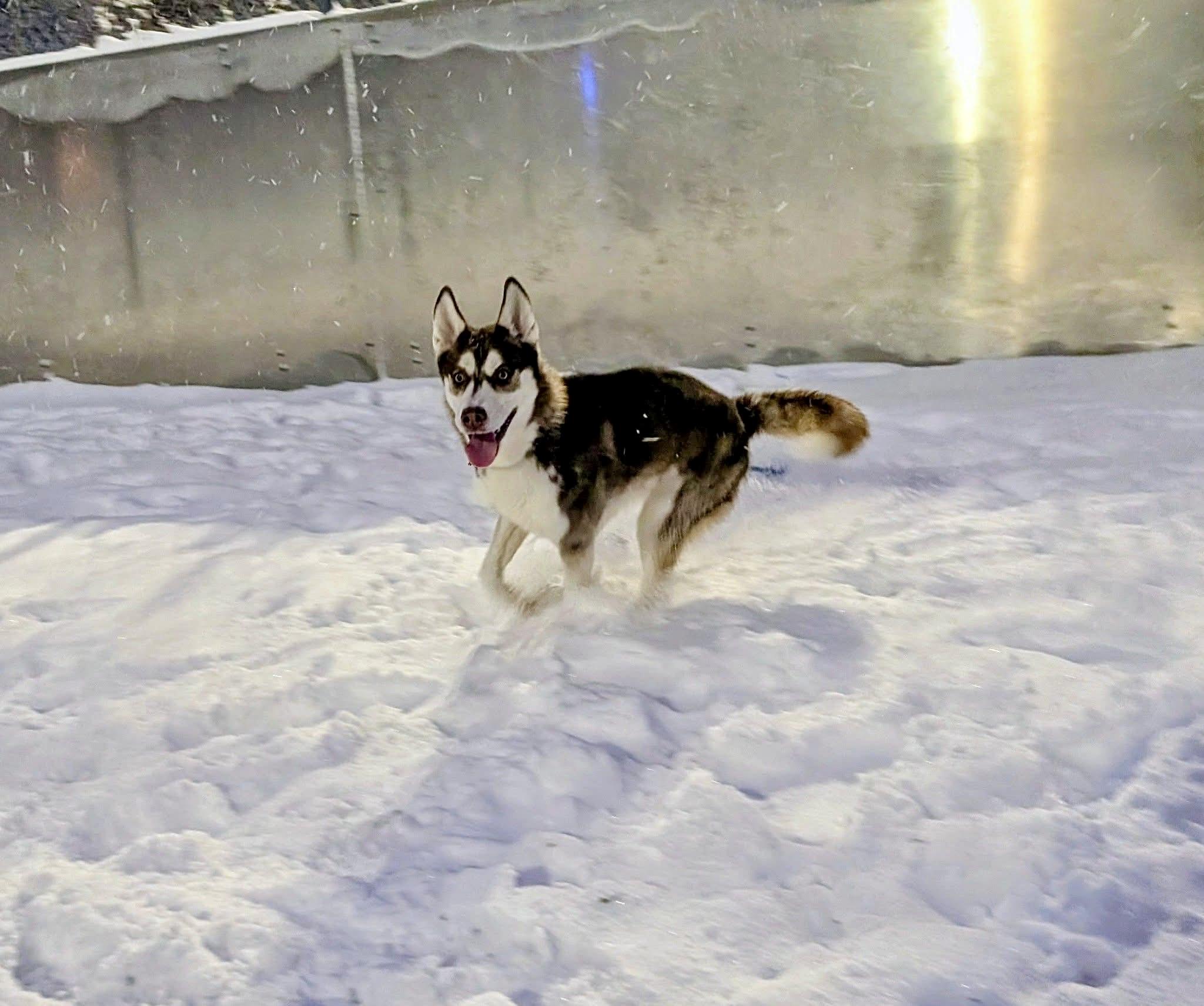 Cary, a ADOPTABLE Siberian Husky in Chicago, IL image 4/5