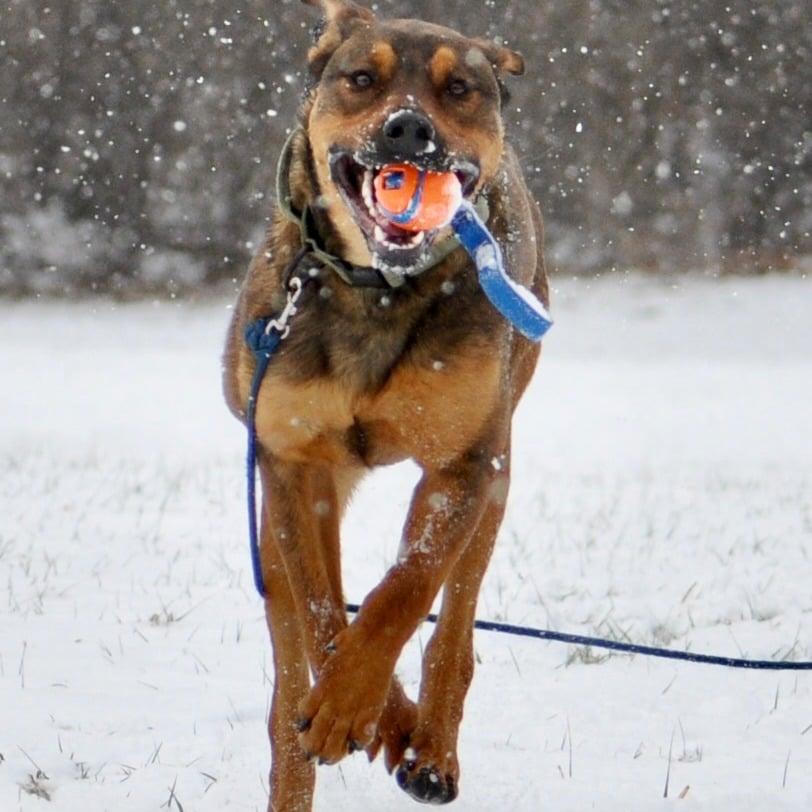 Enlarge Bunny, a Adoptable mixed breed in Accord, NY image 3/3