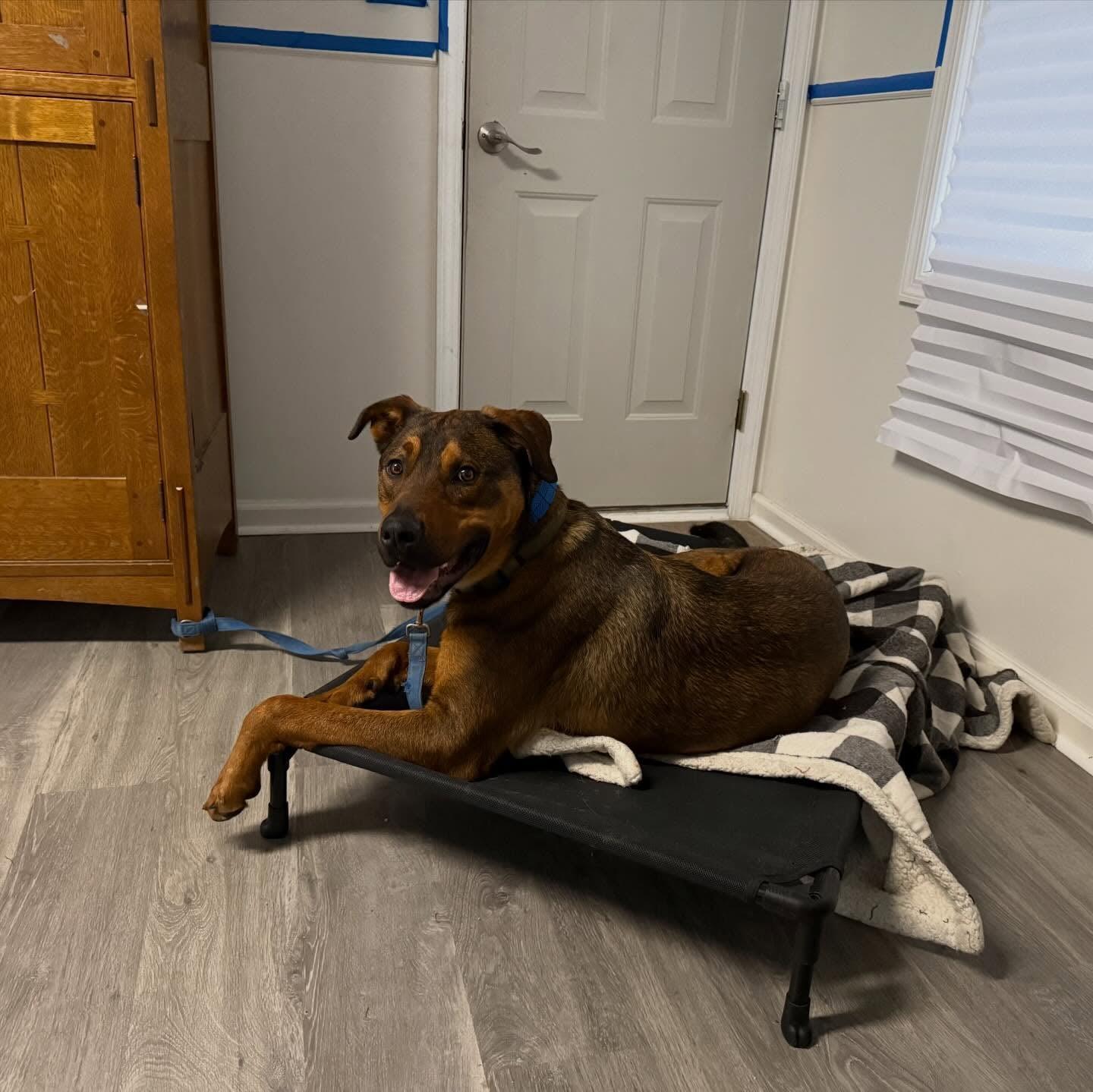 Enlarge Bunny, a Adoptable mixed breed in Accord, NY image 2/3