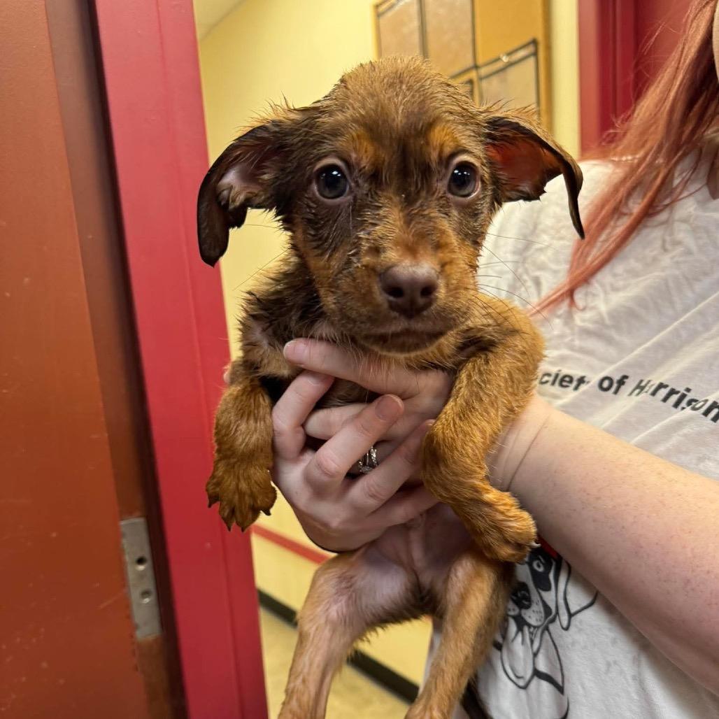 Carp, Adoptable, Puppy Male Mixed Breed.