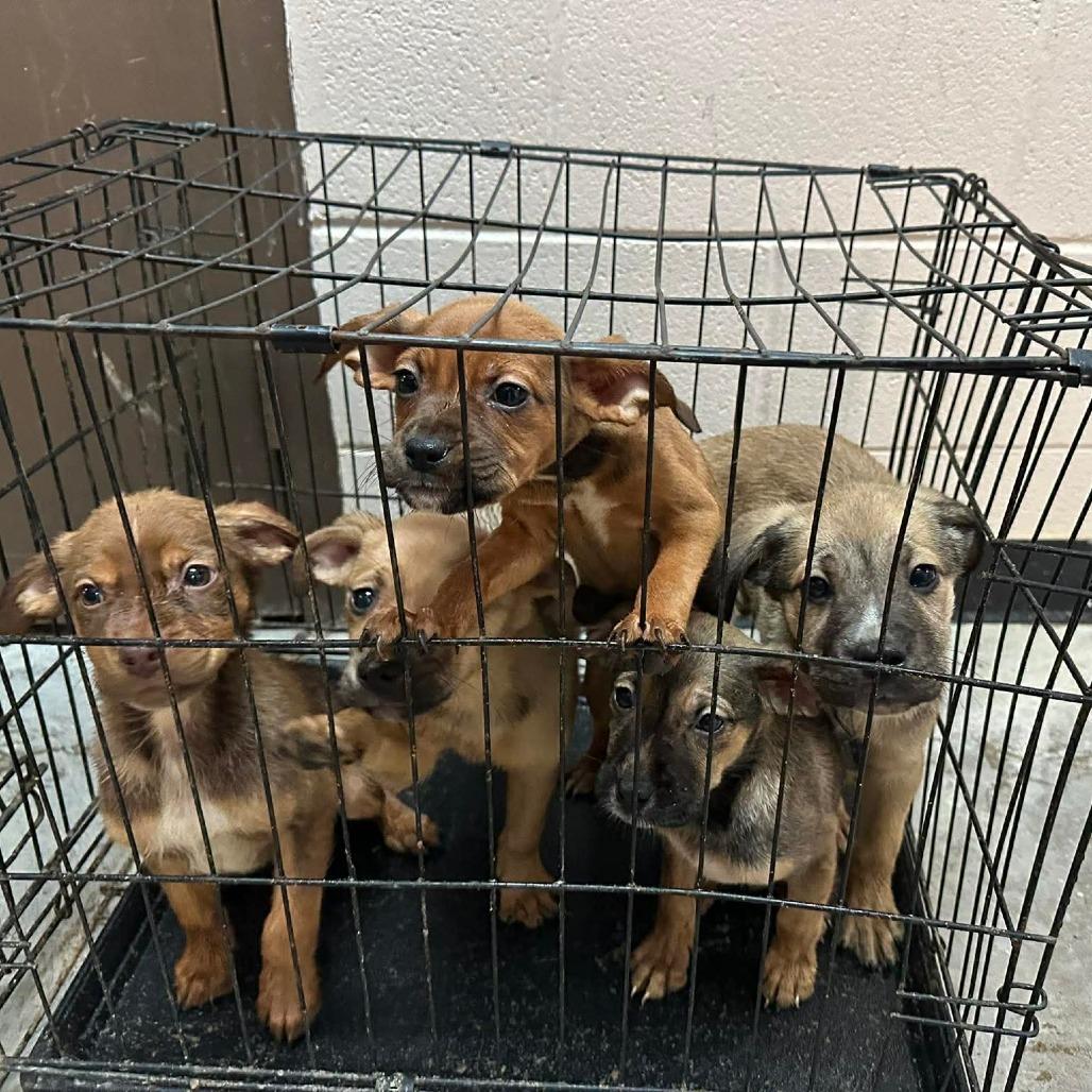 Carp, a Adoptable Mixed Breed in Shinnston, WV image 2/2