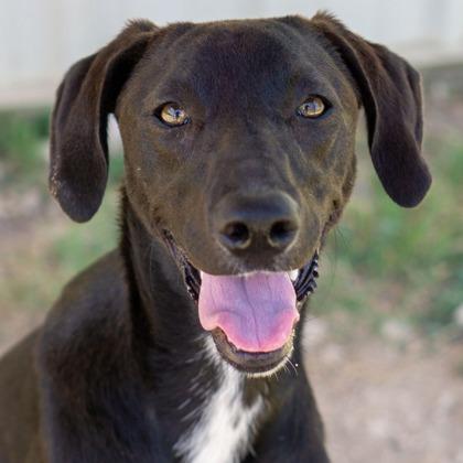 Caleb, Adoptable, Young Male Mixed Breed.