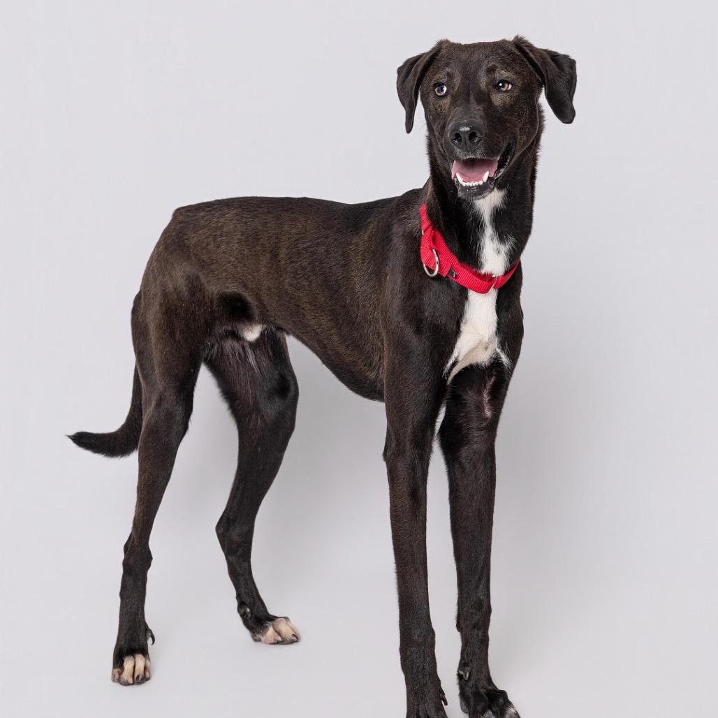 Enlarge Caleb, a Adoptable mixed breed in Leander, TX image 2/5