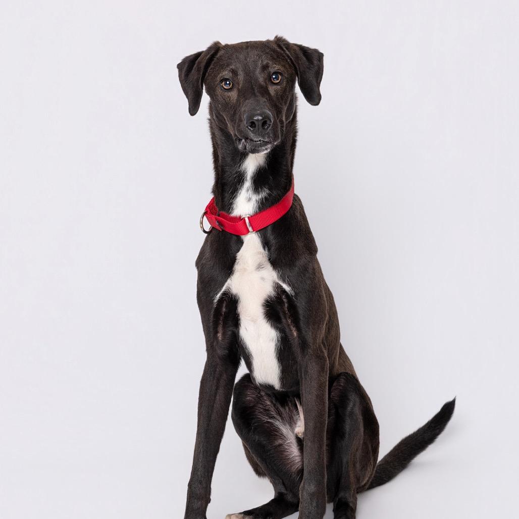 Enlarge Caleb, a Adoptable mixed breed in Leander, TX image 3/5