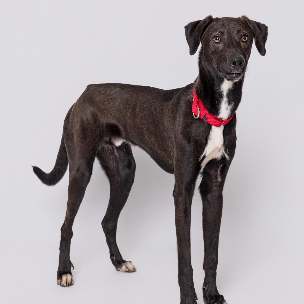 Enlarge Caleb, a Adoptable mixed breed in Leander, TX image 4/5