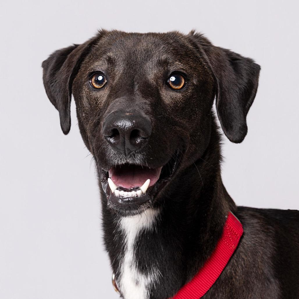 Enlarge Caleb, a Adoptable mixed breed in Leander, TX image 5/5