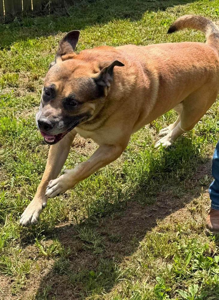 Zeus, Adoptable, Adult Male Alaskan Malamute & Mastiff.