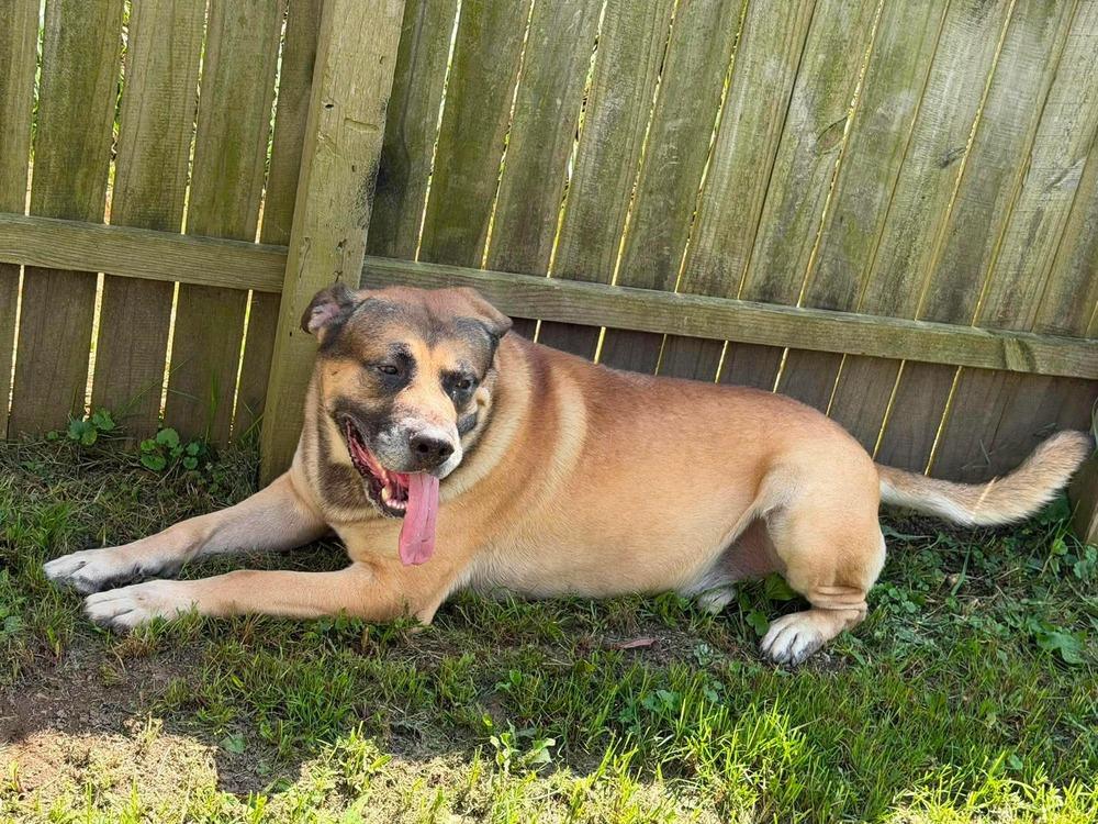 Enlarge Zeus, a Adoptable mixed breed in Bremen, OH image 2/2
