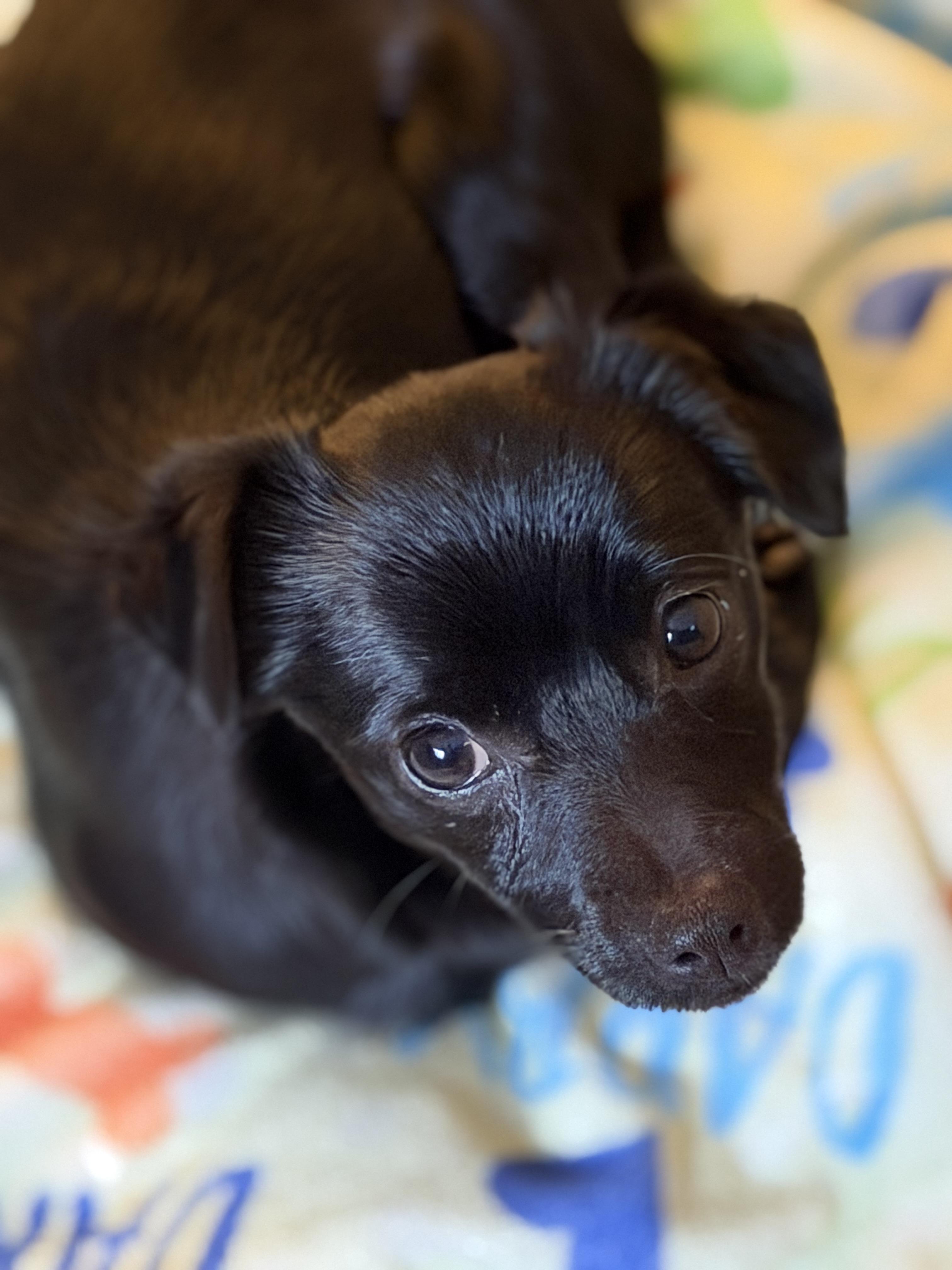 Enlarge Obi, an adopted mixed breed in Olympia, WA image 5/5