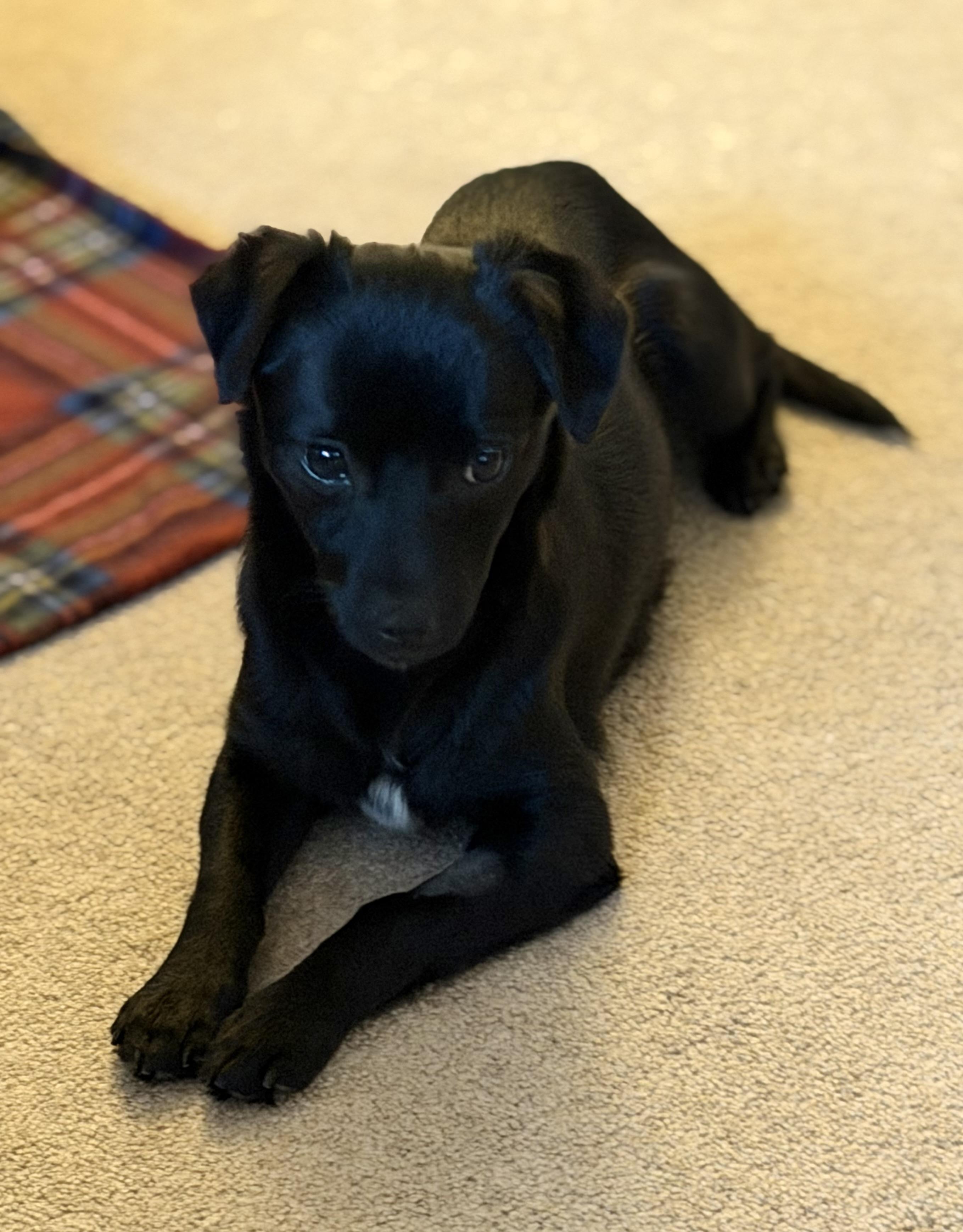 Enlarge Obi, an adopted mixed breed in Olympia, WA image 4/5