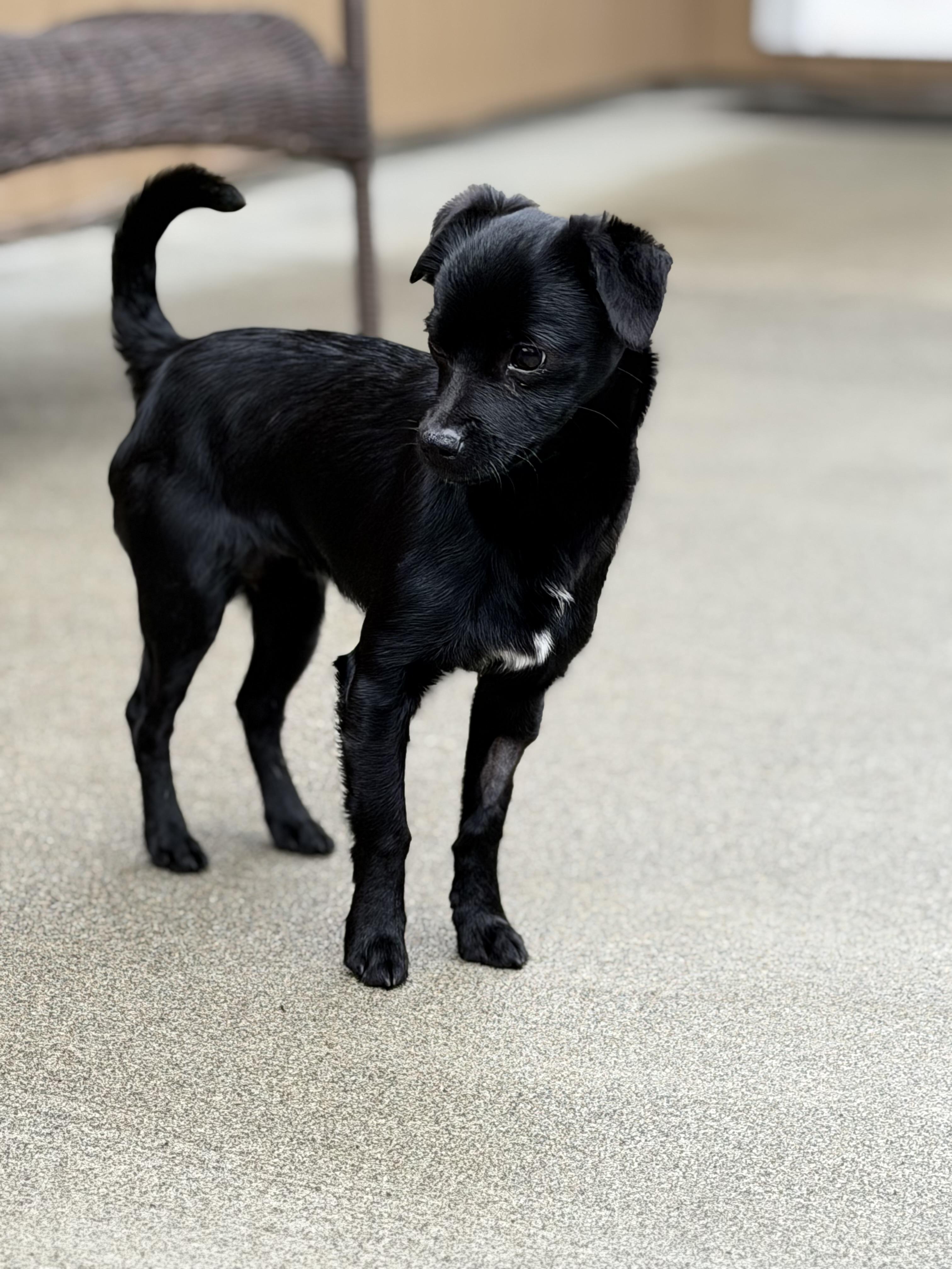 Enlarge Obi, an adopted mixed breed in Olympia, WA image 3/5