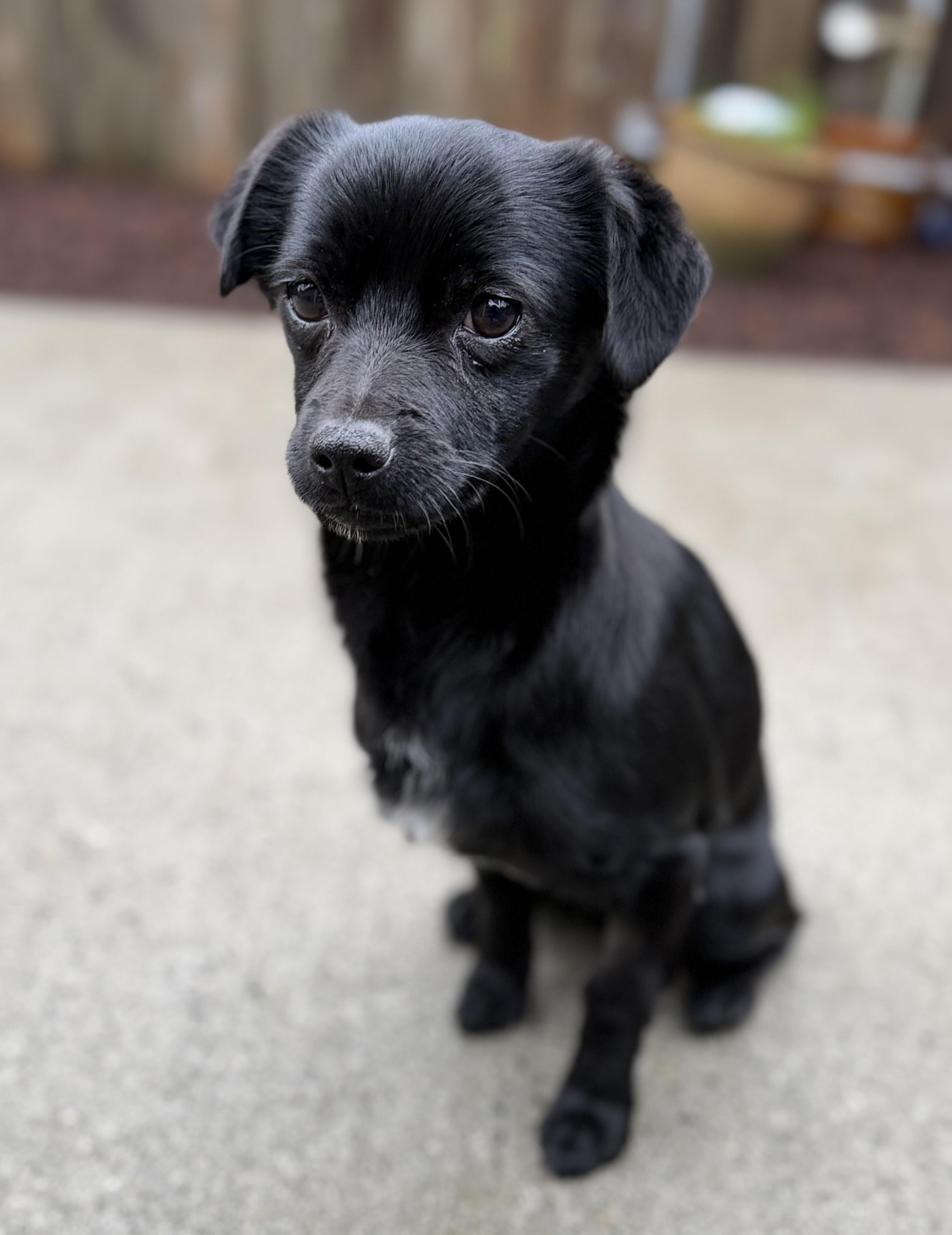 Enlarge Obi, an adopted mixed breed in Olympia, WA image 2/5