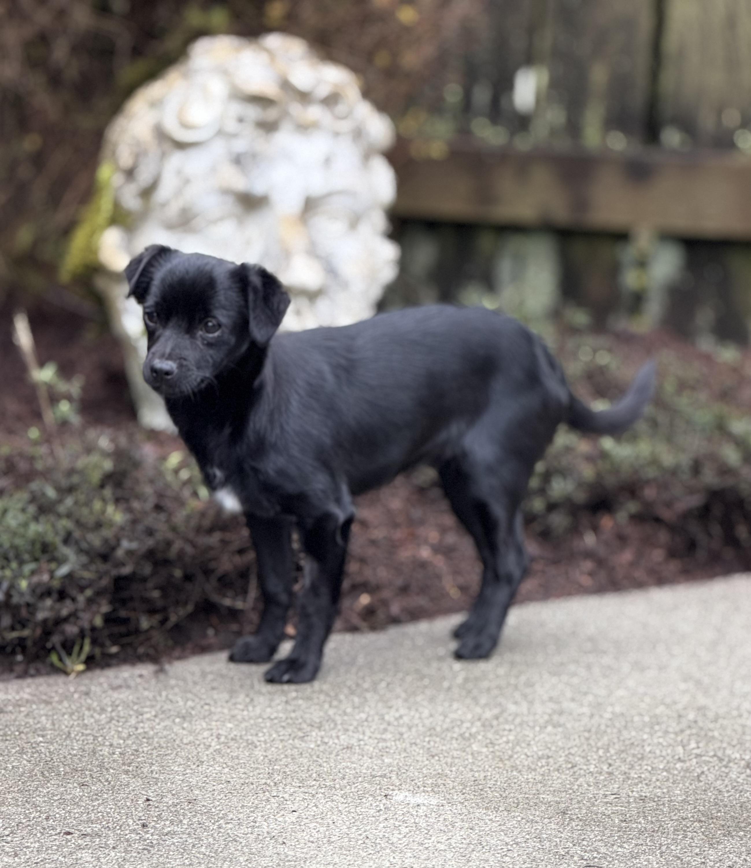 Enlarge Obi, an adopted mixed breed in Olympia, WA image 1/5