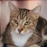 Fauna, ADOPTABLE, Adult Female Domestic Short Hair.