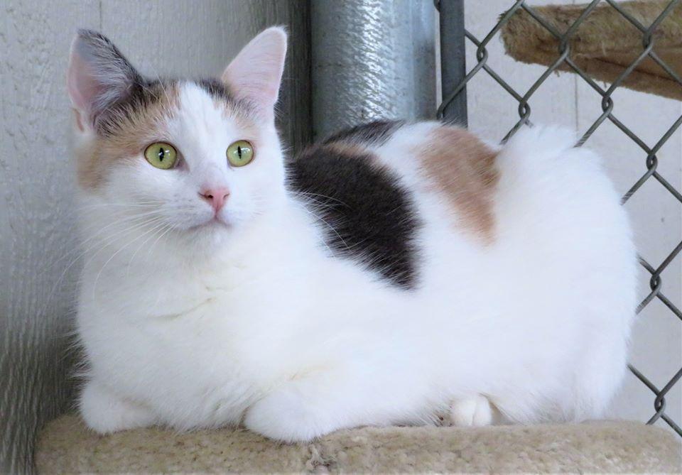 Abbie, Adoptable, Adult Female Domestic Short Hair.