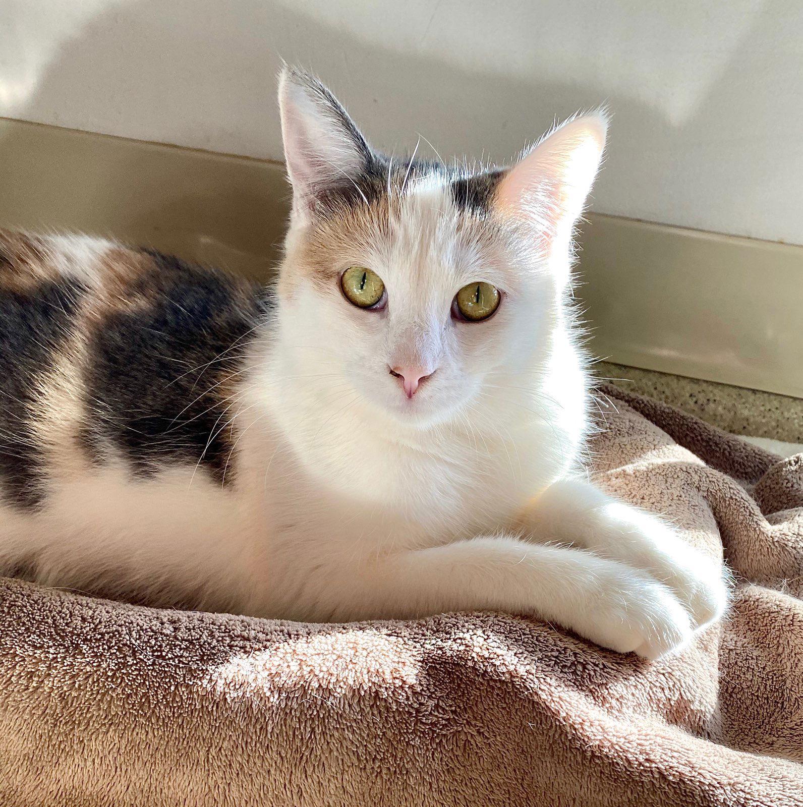 Abbie, a Adoptable Domestic Short Hair in Seal Beach, CA image 3/6