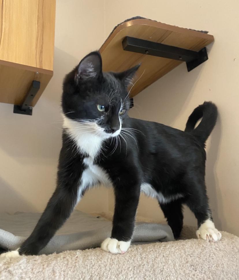 Q Kittens, an adopted mixed breed in Waterdown, ON image 5/6