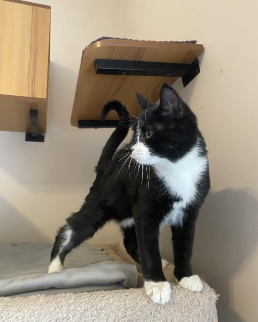 Q Kittens, an adopted mixed breed in Waterdown, ON image 6/6