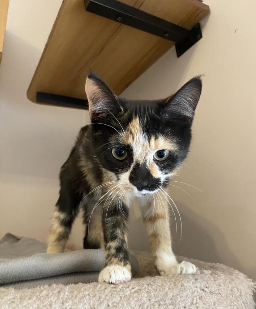 Q Kittens, an adopted mixed breed in Waterdown, ON image 4/6