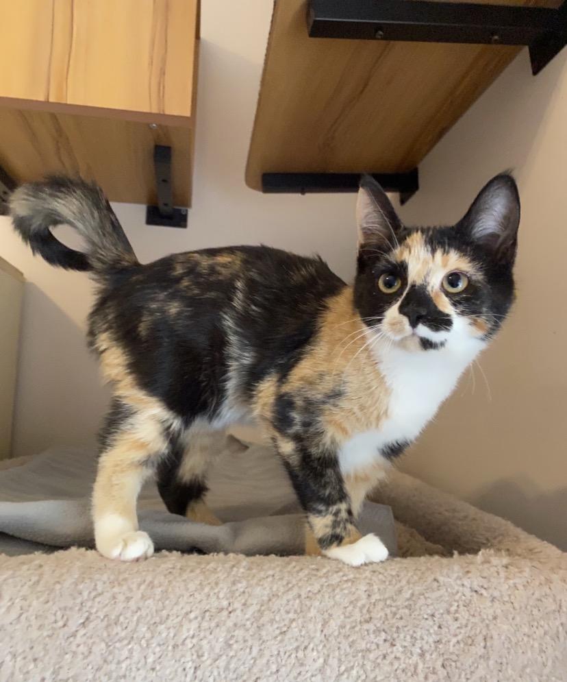 Q Kittens, an adopted mixed breed in Waterdown, ON image 2/6