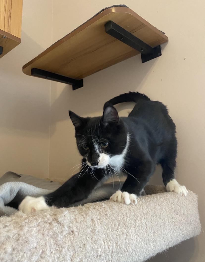 Q Kittens, an adopted mixed breed in Waterdown, ON image 3/6