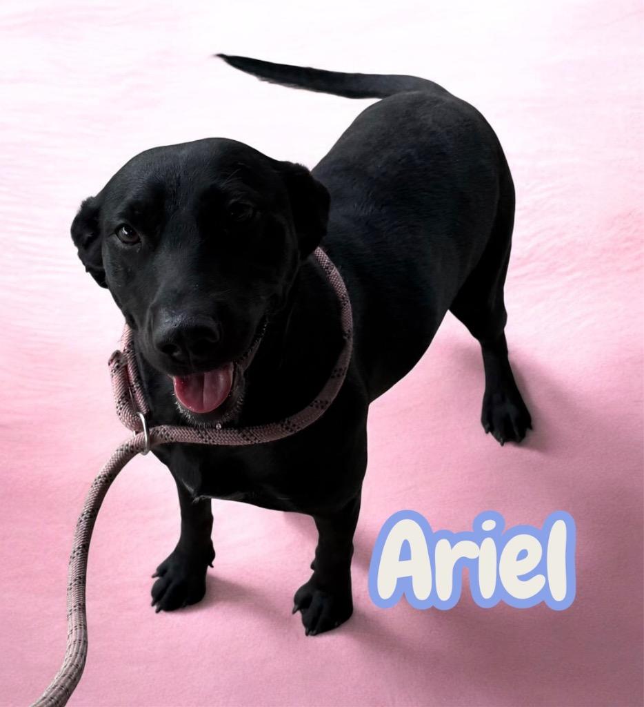 Ariel, Adoptable, Young Female Labrador Retriever & Dachshund.