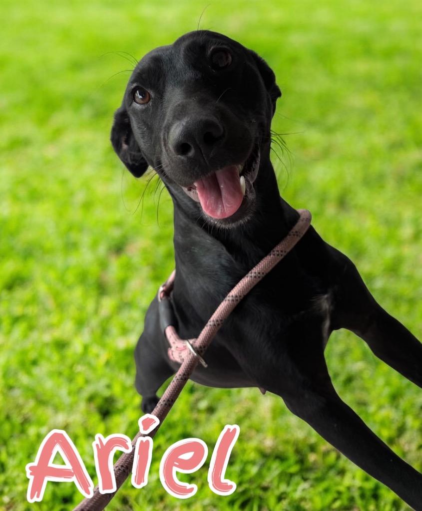 Ariel, a Adoptable mixed breed in Camden, TN image 2/2