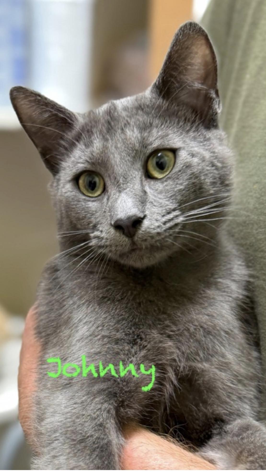 Enlarge Johnny, an adopted Domestic Short Hair in Pawleys Island, SC image 1/1