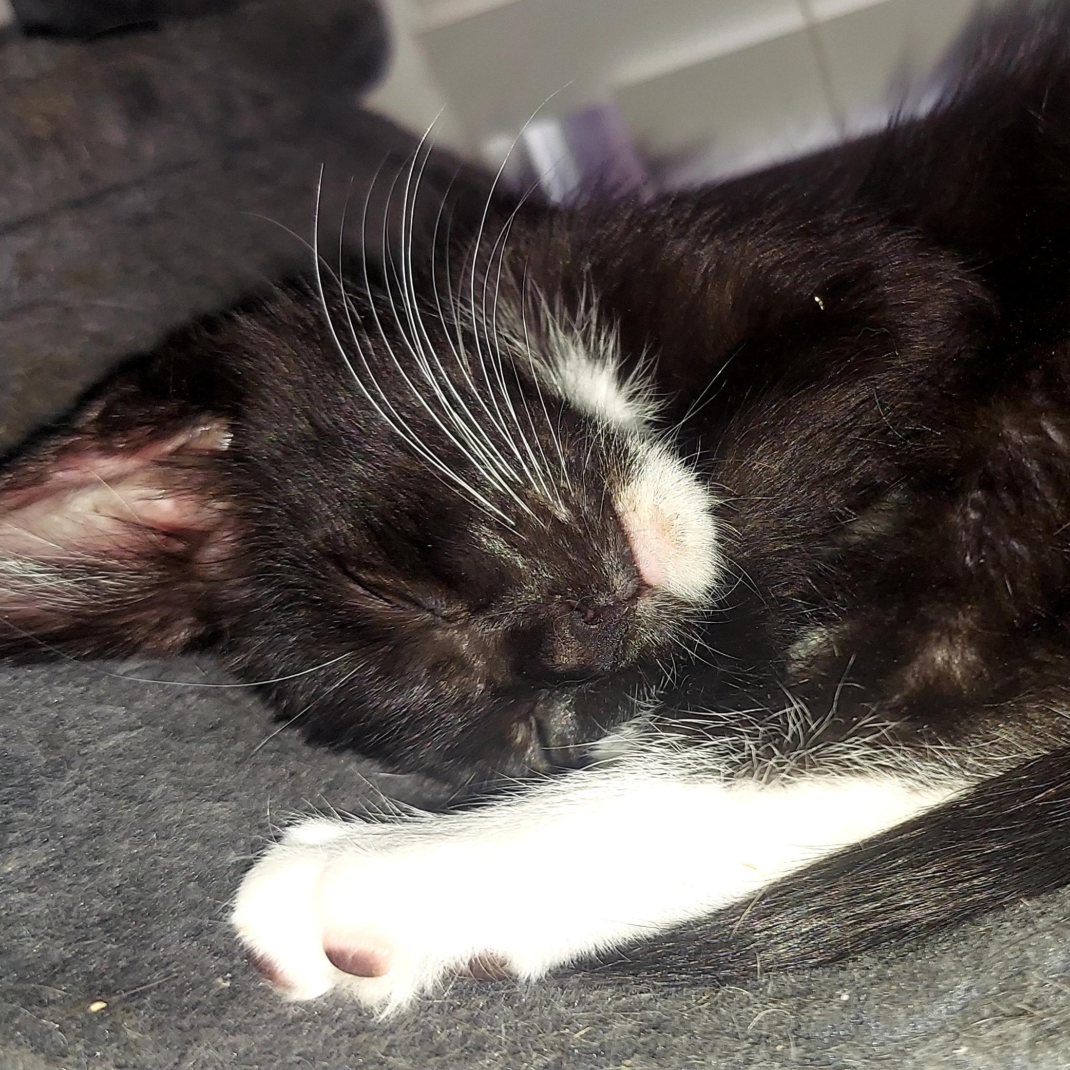 Riley, a Adoptable Tuxedo in Phoenix, AZ image 4/5