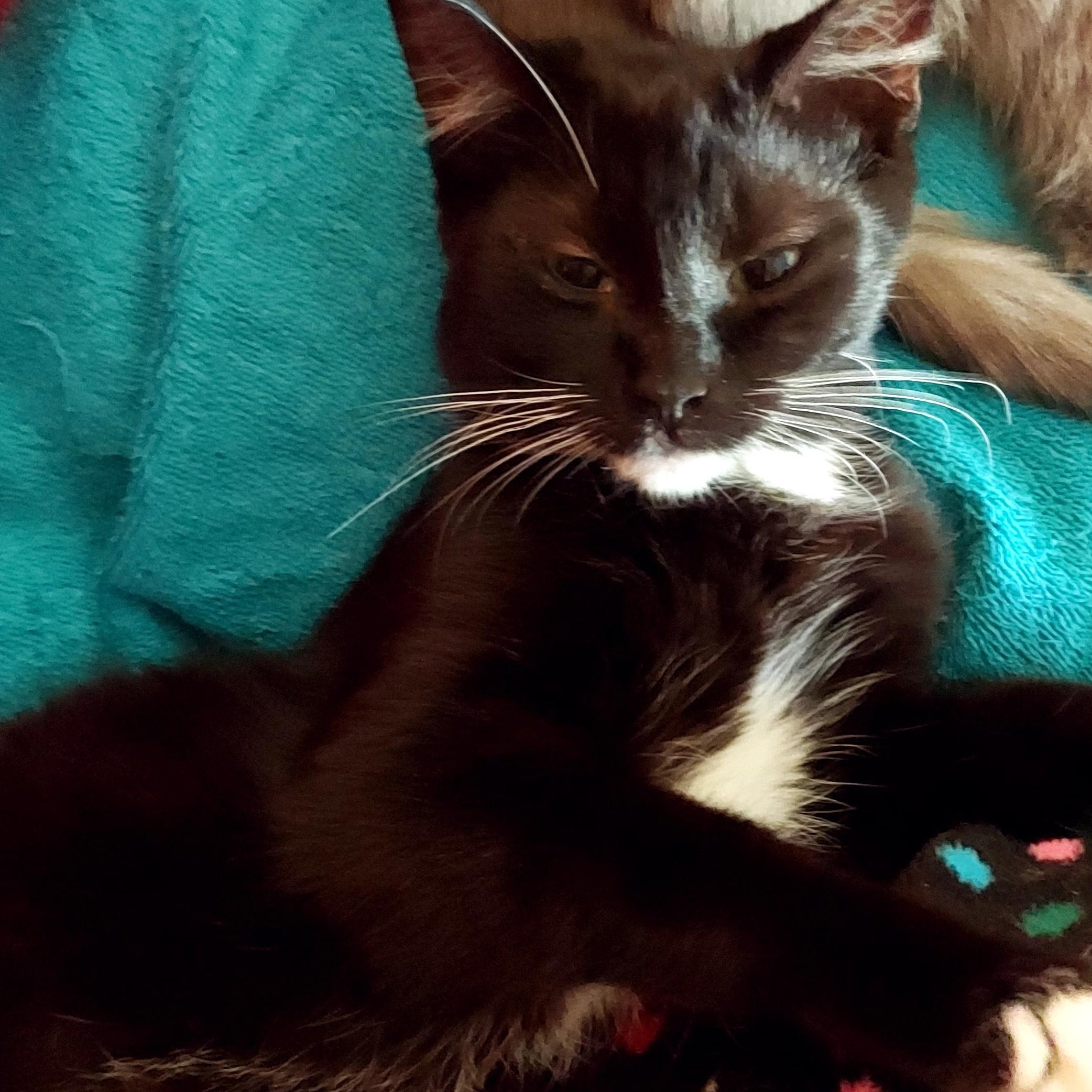 Riley, Adoptable, Young Female Tuxedo.