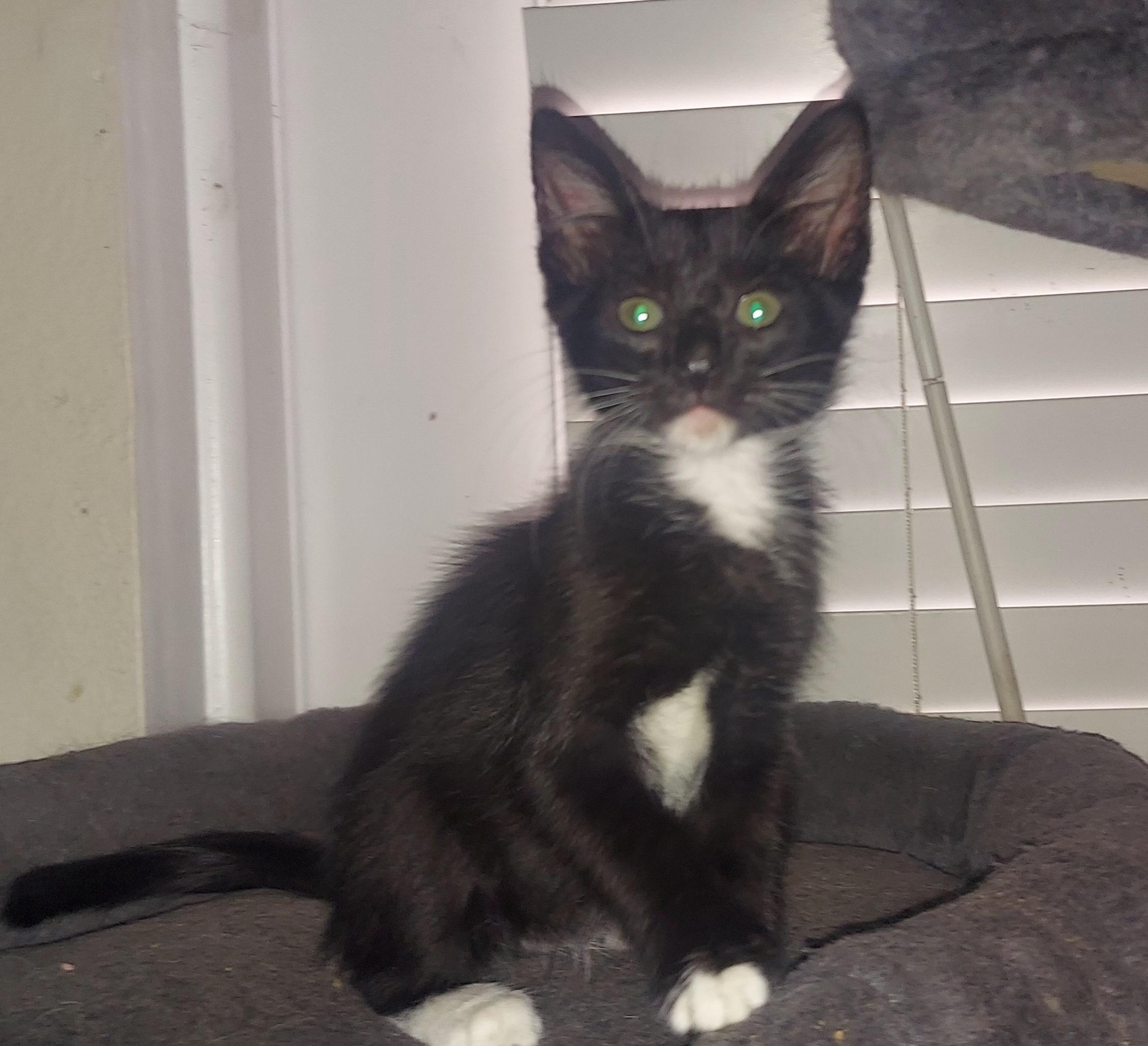 Riley, a Adoptable Tuxedo in Phoenix, AZ image 3/5