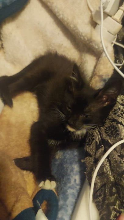 Enlarge Riley, a Adoptable Tuxedo in Phoenix, AZ video 2/5