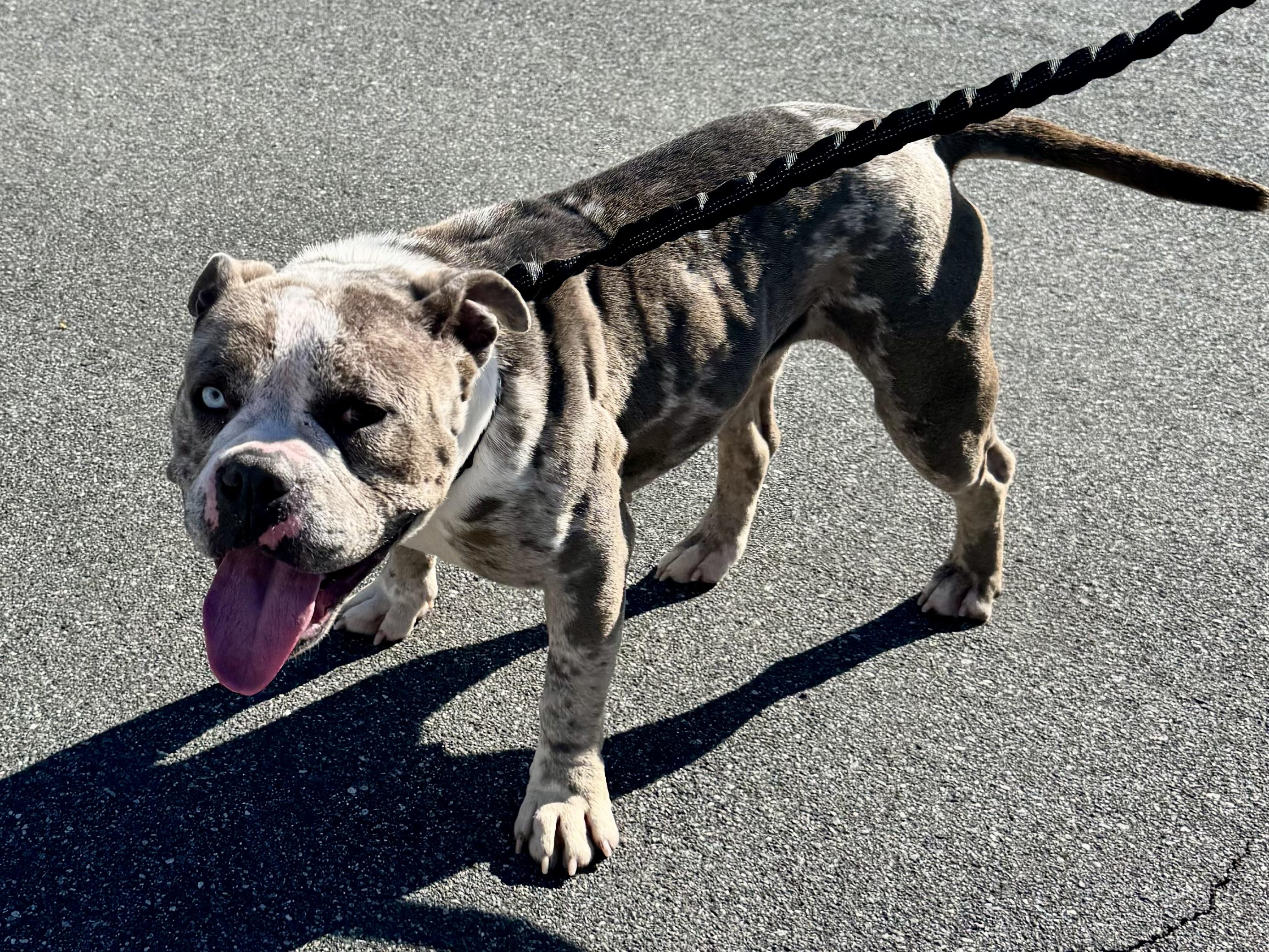 Marley, a Adoptable Bulldog in Sanford, FL image 4/5