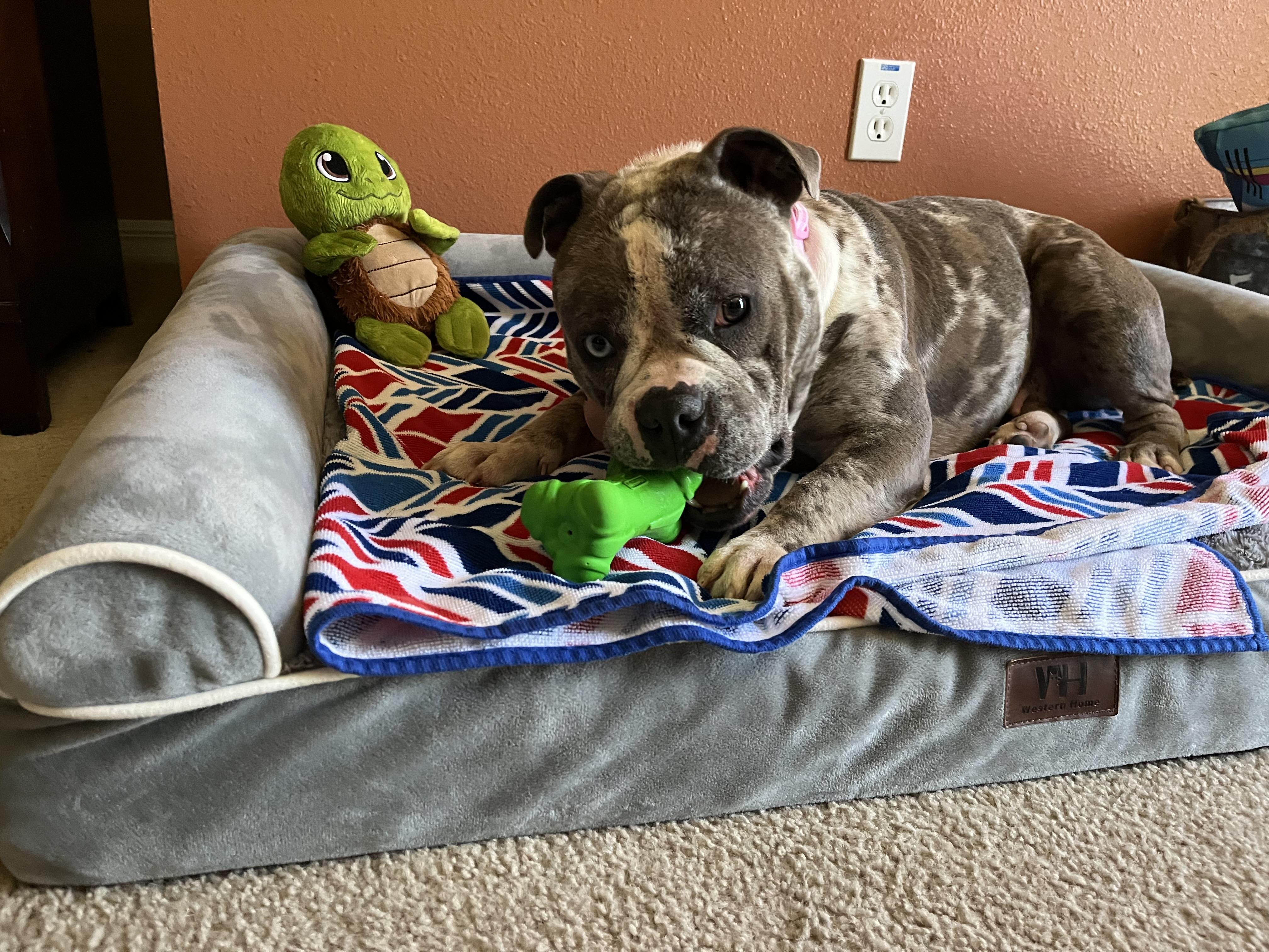 Marley, a Adoptable Bulldog in Sanford, FL image 2/5