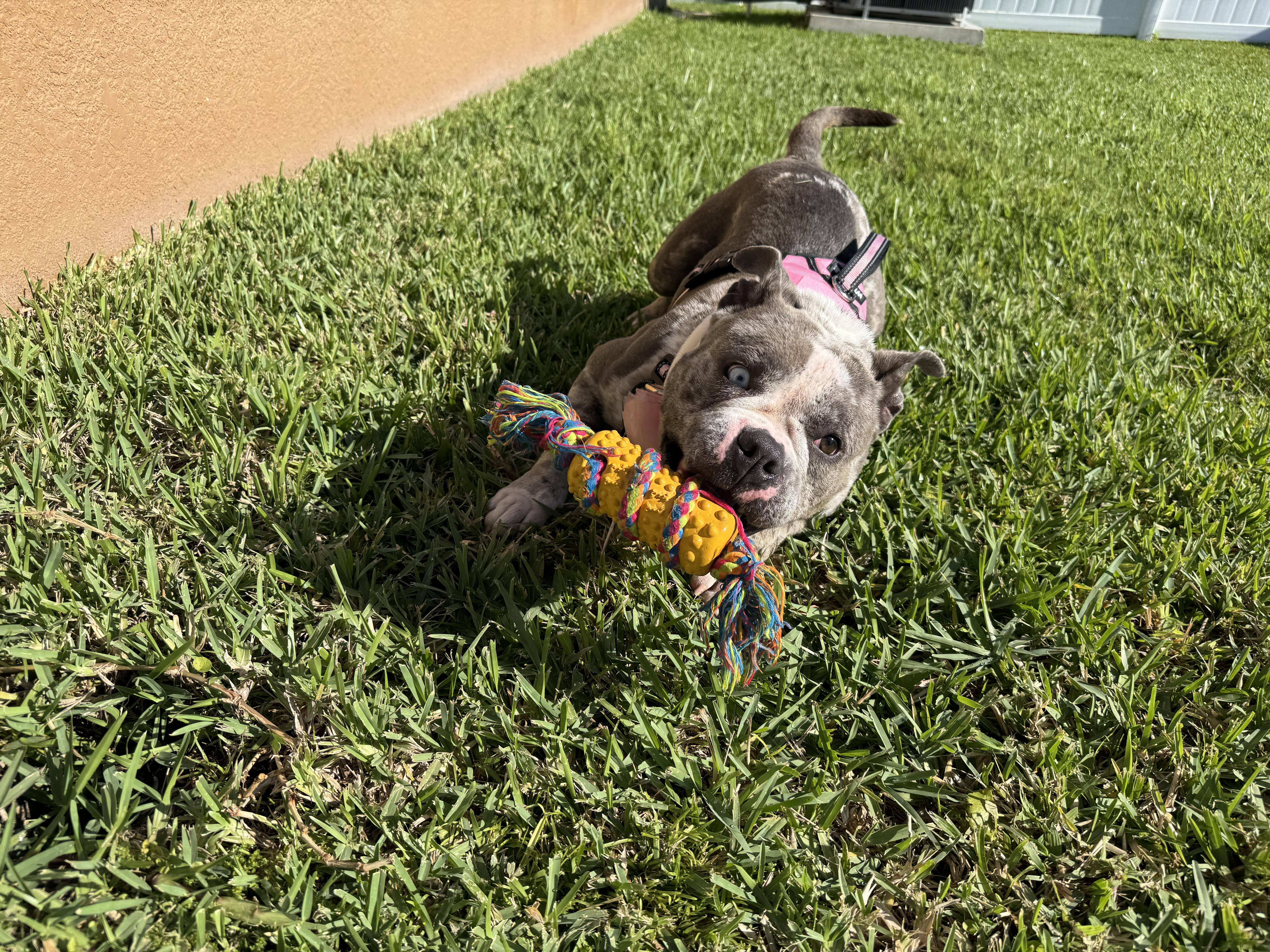 Marley, a Adoptable Bulldog in Sanford, FL image 3/5