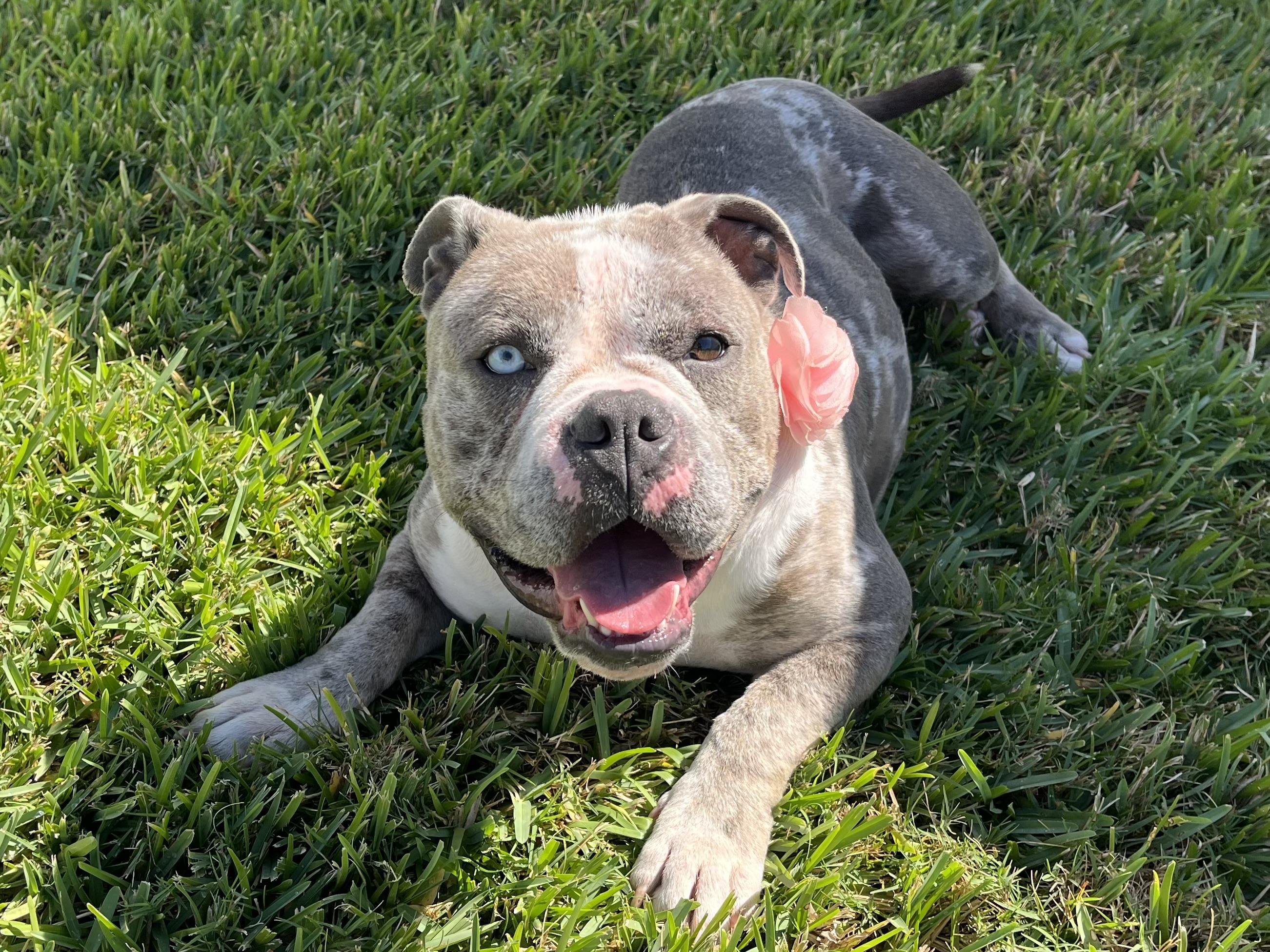Marley, Adoptable, Young Female Bulldog.