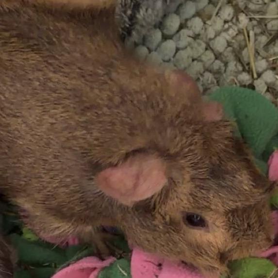 Scotch, Adoptable, Young Male Guinea Pig.